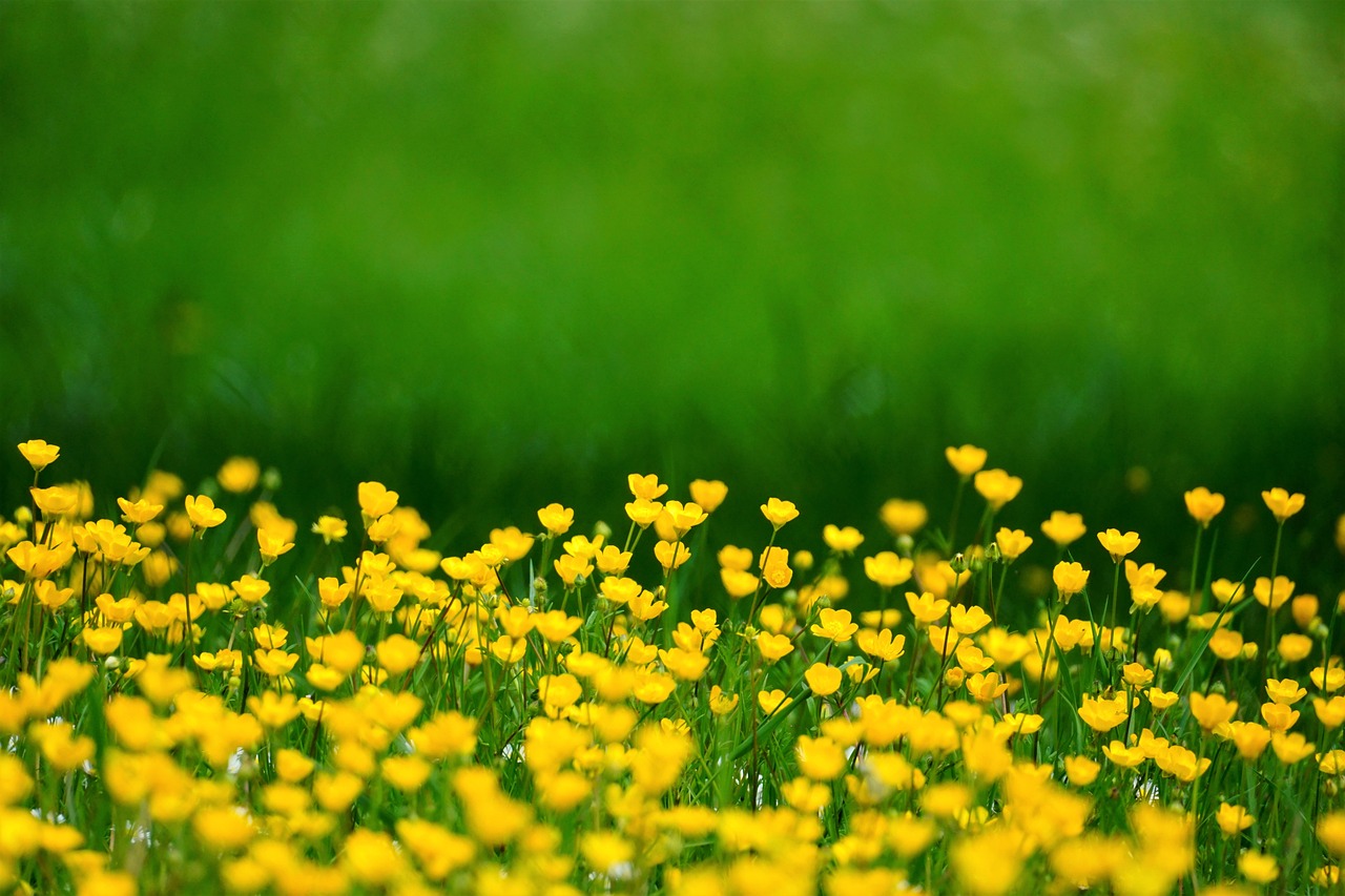 Spring Yellow Flowers