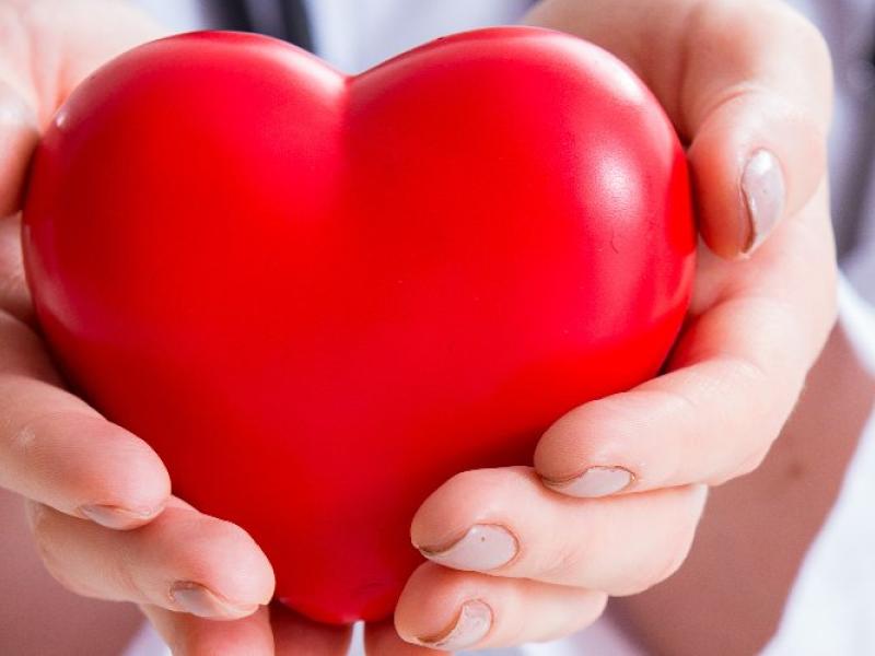 Doctor holding a heart in hands